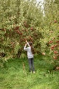 Apple orchard.Organic red ripe apples. Royalty Free Stock Photo