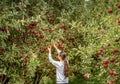 Apple orchard.Organic red ripe apples. Royalty Free Stock Photo