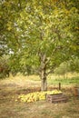 Apple orchard.Organic red ripe apples. Royalty Free Stock Photo