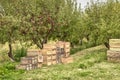 Apple orchard.Organic red ripe apples. Royalty Free Stock Photo