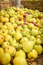 Apple orchard.Organic red ripe apples. Royalty Free Stock Photo