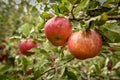 Apple orchard.Organic red ripe apples. Royalty Free Stock Photo