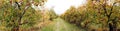 apple orchard panorama in autumn Royalty Free Stock Photo