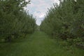 Apple Orchard Royalty Free Stock Photo