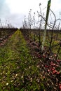 Apple Orchard Post Harvest