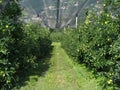 Apple orchard with protection nets Royalty Free Stock Photo