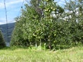 Apple orchard with protection nets Royalty Free Stock Photo