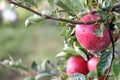 Apple Orchard ready for harvest Royalty Free Stock Photo