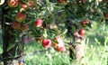 Apple Orchard ready for harvest Royalty Free Stock Photo