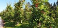 Apple orchard with red apples in autumn before harvest Royalty Free Stock Photo