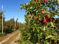Apple orchard with red apples in autumn before harvest Royalty Free Stock Photo
