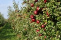 Apple orchard with red ripe apples Royalty Free Stock Photo