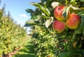 Apple orchard Royalty Free Stock Photo