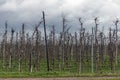 Apple orchard with rows of fruit trees on a background of green grass, selective focus. Apple trees in the farm garden Royalty Free Stock Photo