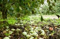 Apple orchard. Rows of trees and the fruit of the ground under the Royalty Free Stock Photo