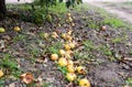 Apple orchard. Rows of trees and the fruit of the ground under t Royalty Free Stock Photo