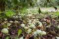 Apple orchard. Rows of trees and the fruit of the ground under t Royalty Free Stock Photo