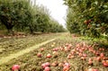 Apple orchard. Rows of trees and the fruit of the ground under t Royalty Free Stock Photo