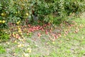 Apple orchard. Rows of trees and the fruit of the ground under the trees Royalty Free Stock Photo