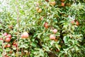 Apple orchard. Rows of trees and the fruit of the ground under the trees Royalty Free Stock Photo