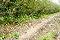Apple orchard. Rows of trees and the fruit of the ground under the trees Royalty Free Stock Photo