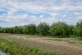 Apple orchard. Rows of trees and the fruit of the ground under the trees Royalty Free Stock Photo