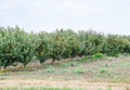 Apple orchard. Rows of trees and the fruit of the ground under the trees Royalty Free Stock Photo