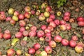 Apple orchard. Rows of trees and the fruit of the ground under t Royalty Free Stock Photo