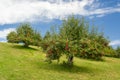 Apple Orchard in Rural Minnesota Royalty Free Stock Photo