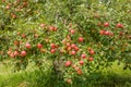 Apple Orchard in Rural Minnesota Royalty Free Stock Photo