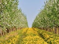 Apple orchard in spring in bloom. Between the rows of flowering trees a field of yellow dandelions. Royalty Free Stock Photo