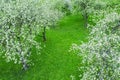 Apple orchard in spring. fruit trees covered with white flowers. aerial view Royalty Free Stock Photo