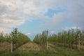 Apple orchard spring landscape. Rows of young fruit trees in blossom against a blue sky with white clouds Royalty Free Stock Photo