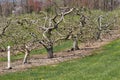 Apple Orchard in Spring