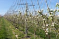 Apple orchard in springtime with rows of trees with blossom