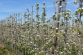 Apple orchard in springtime with rows of trees with blossom Royalty Free Stock Photo