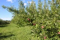 Apple Orchard on sunny day, Royalty Free Stock Photo