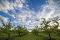 Apple orchard at sunset