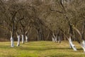 Apple orchard in early spring Royalty Free Stock Photo