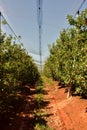 An apple orchard under nets for protection against nature Royalty Free Stock Photo