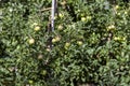 Apple orchard with an unripe harvest of green apples