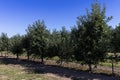 Apple orchard with an unripe harvest of green apples