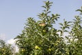 Apple orchard with an unripe harvest of green apples