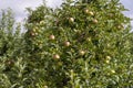 Apple orchard with an unripe harvest of green apples