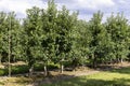 Apple orchard with an unripe harvest of green apples