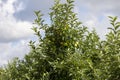 Apple orchard with an unripe harvest of green apples