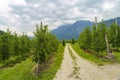 Apple orchard in Valsugana, Trentino, Italy Royalty Free Stock Photo