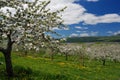 Apple Orchard View from Top of the Hill Royalty Free Stock Photo