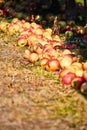 Apple orchard with view under tree and fallen rotting fruit on garden ground in autumn fall farm countryside