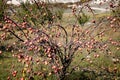 Apple orchard was left uncollected crop